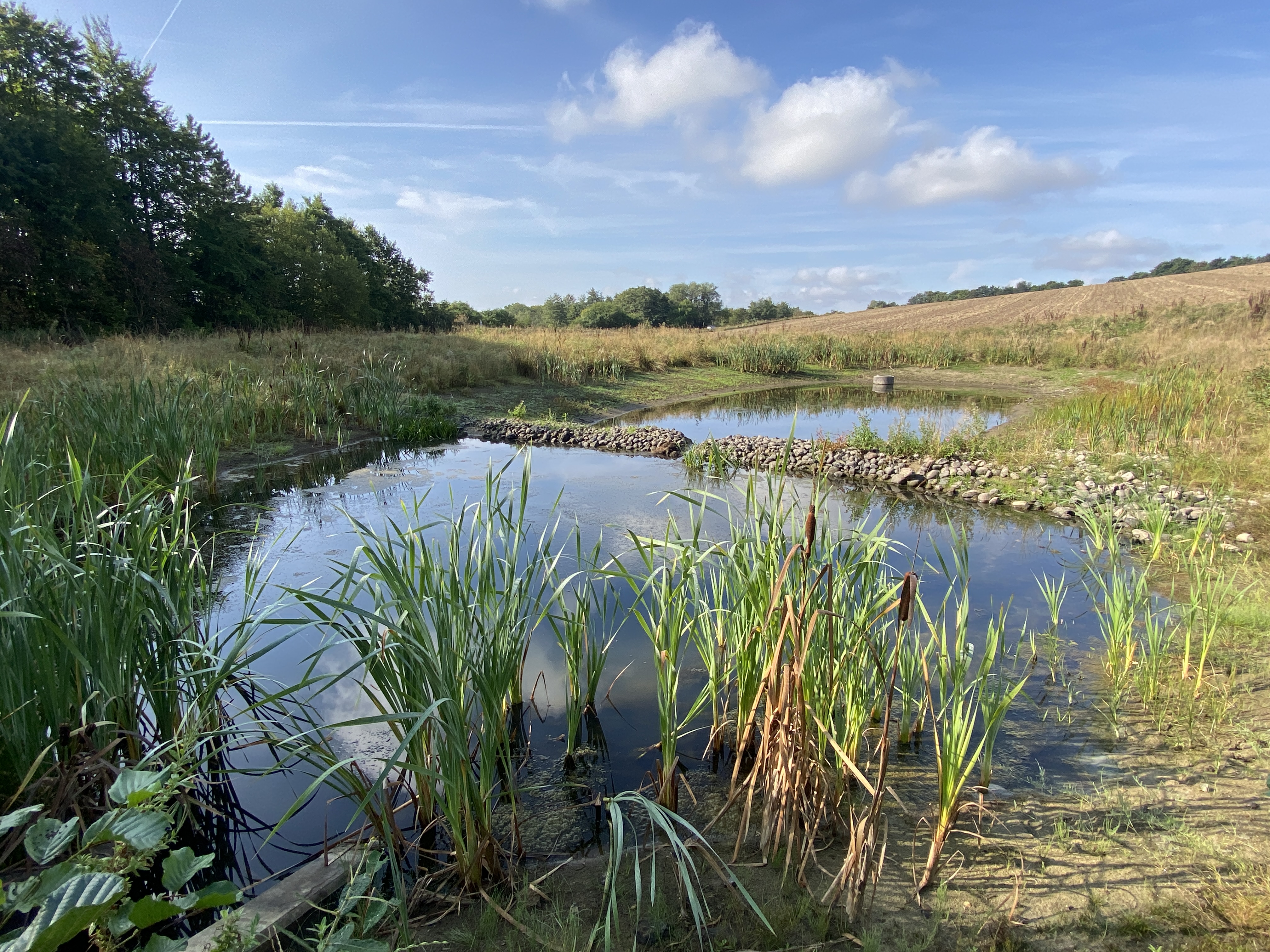 Foto af regnvandsbassin 